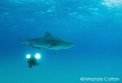 Tiger shark with videographer diver at Tiger Beach, Baham... by Amanda Cotton 